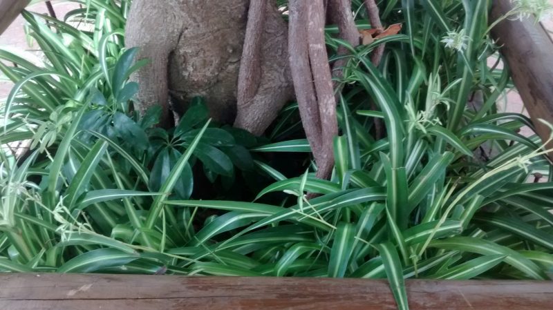 IMG_20160904_131955609