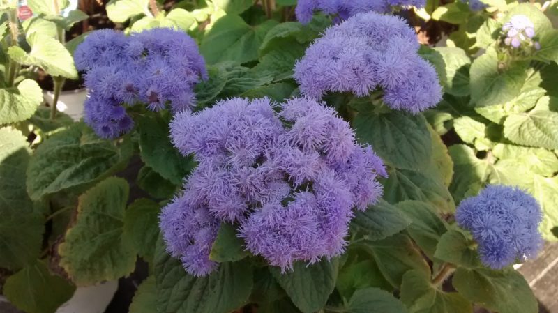 IMG_20160906_114539808