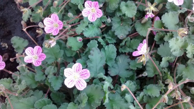 IMG_20160906_114930962