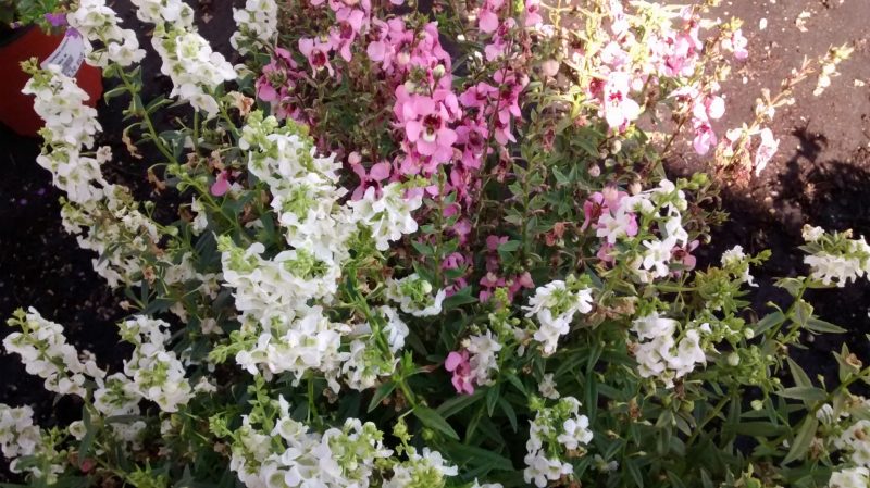 IMG_20160906_115641311