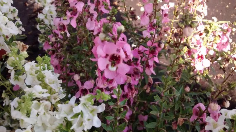 IMG_20160906_115650618