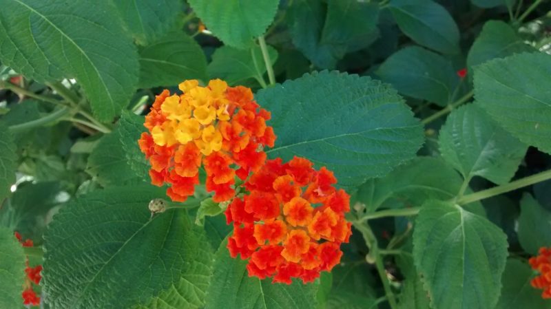 IMG_20160906_134704738