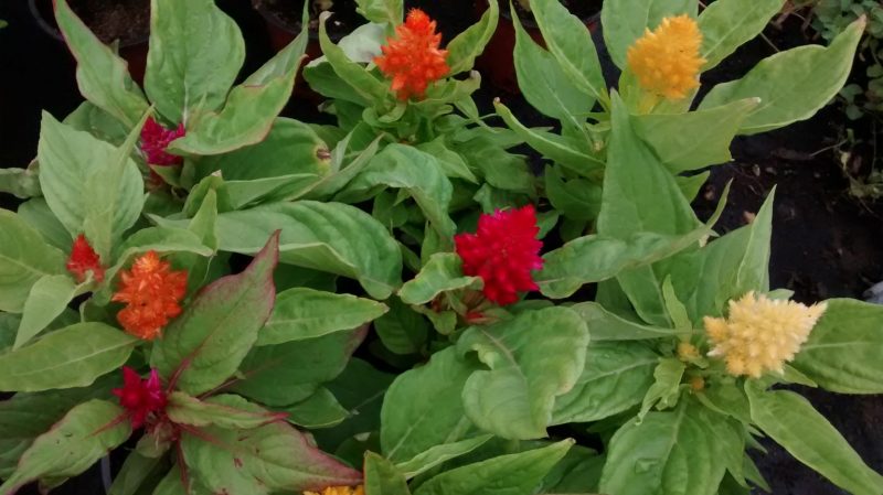 img_20160908_173322833