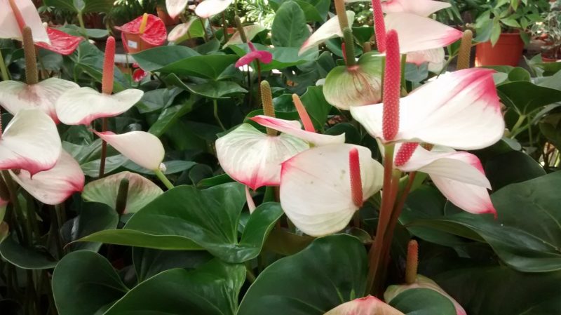 img_20160910_175157469