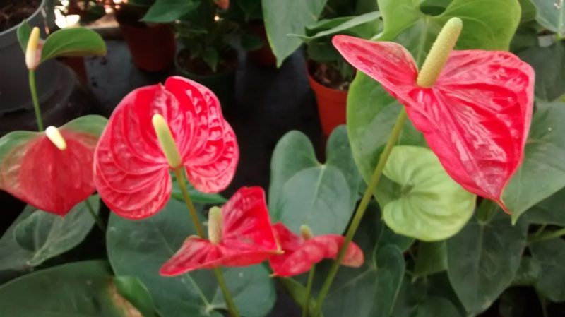 img_20160910_175207630