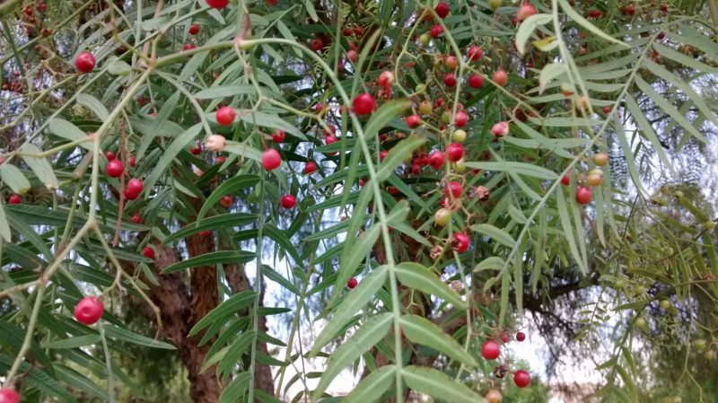 img_20160913_134717932