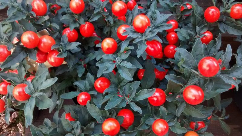 img_20160913_182139920