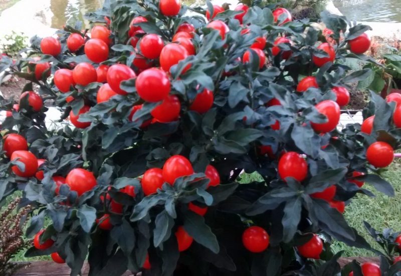 img_20160913_182144307