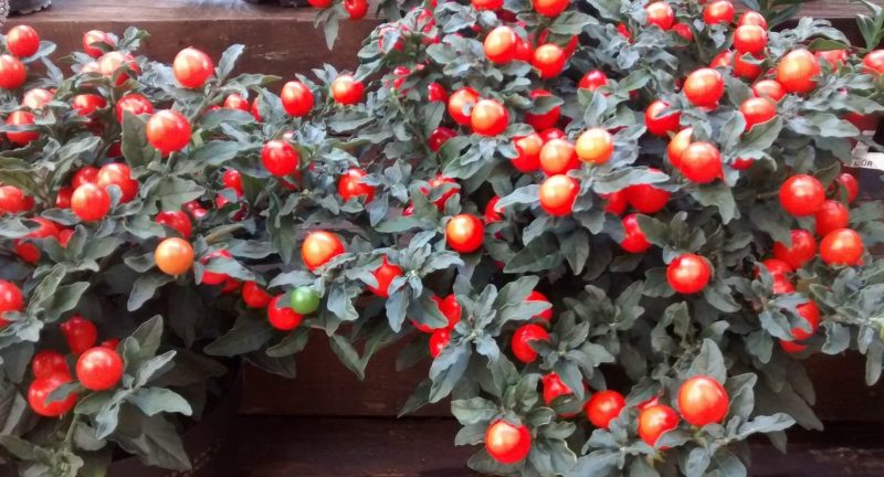 img_20160913_182208993