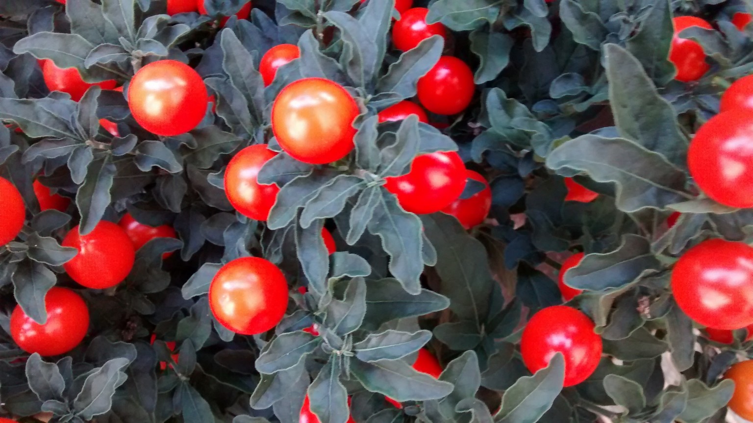 img_20160913_182223262