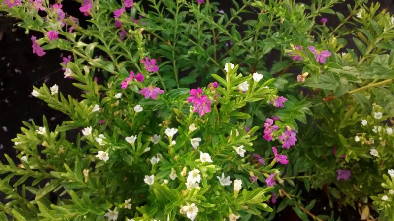 img_20160913_190637592
