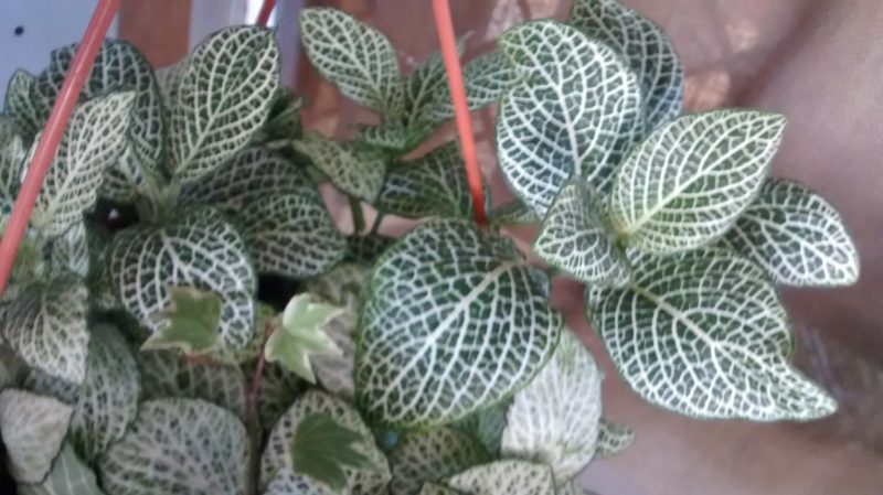 img_20160914_114740788