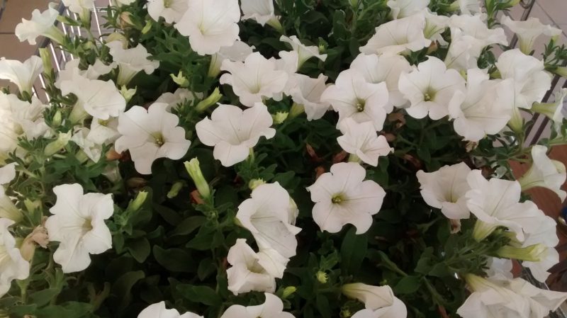 img_20160914_170420153