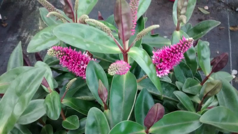 img_20160914_191001493