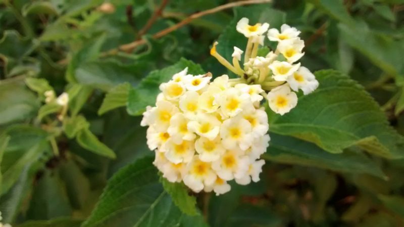 img_20160915_084813748