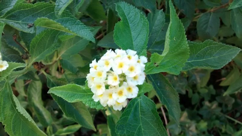 img_20160915_084819829