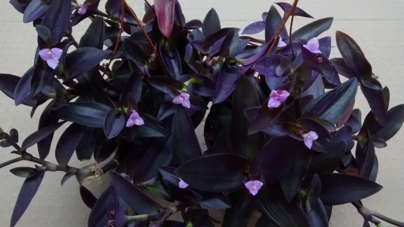 img_20160915_171530151