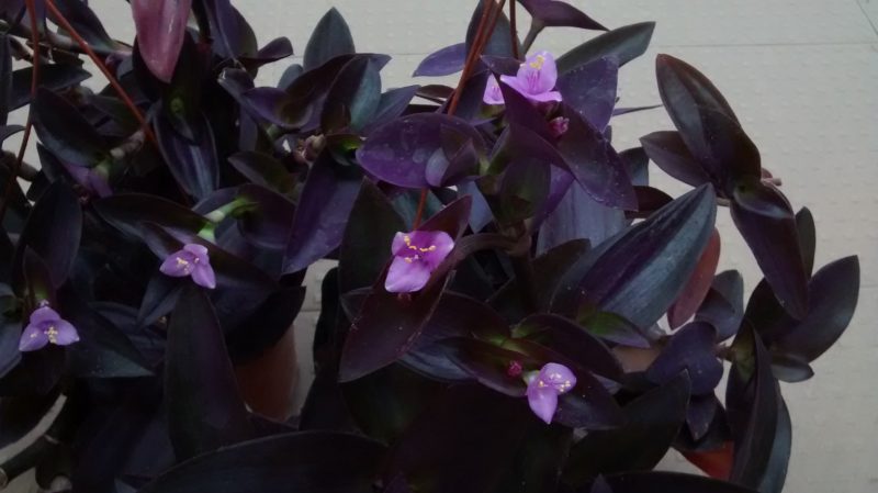 img_20160915_171533906