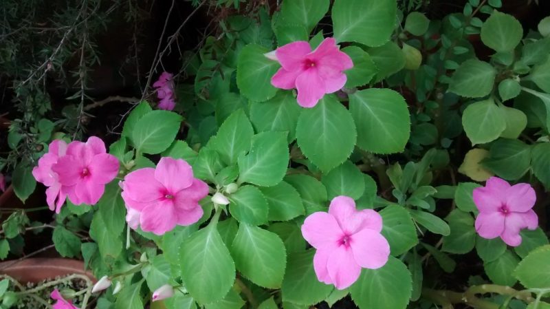 img_20160916_130519443