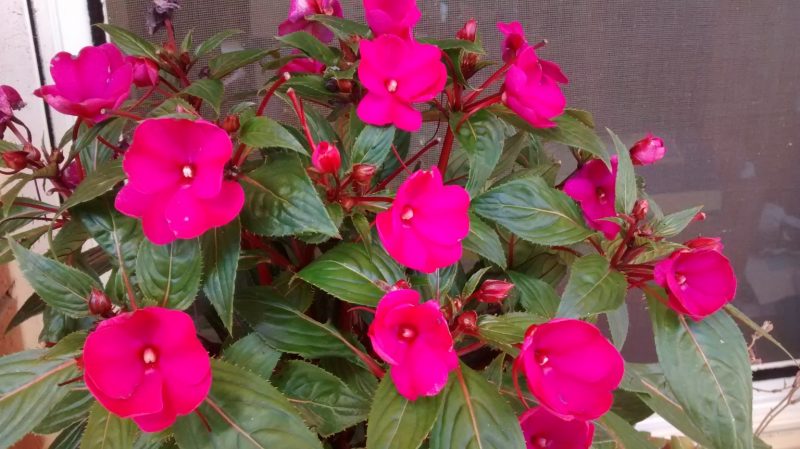 img_20160916_130549890