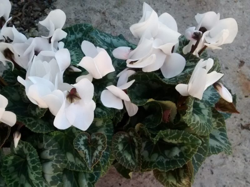 img_20160916_171442489