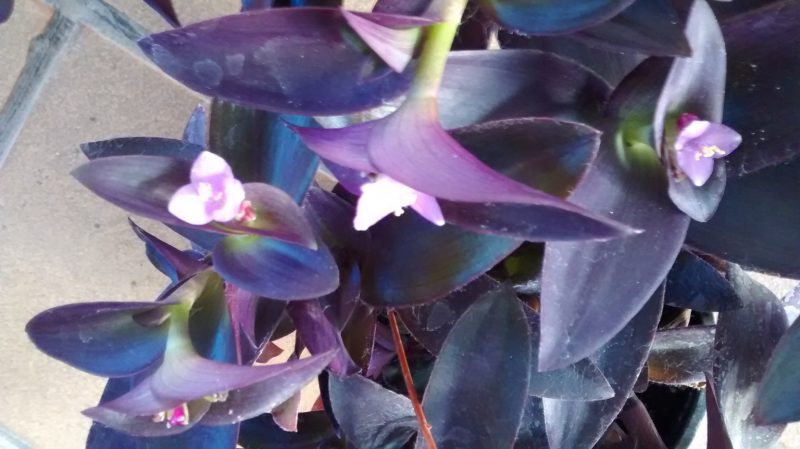 img_20160916_183609786