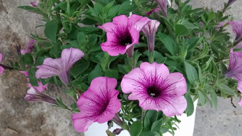 img_20160917_123515871