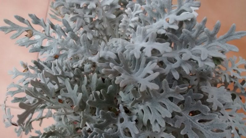 img_20160917_141801898