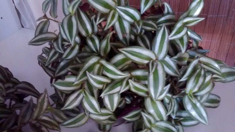 img_20160917_180108827