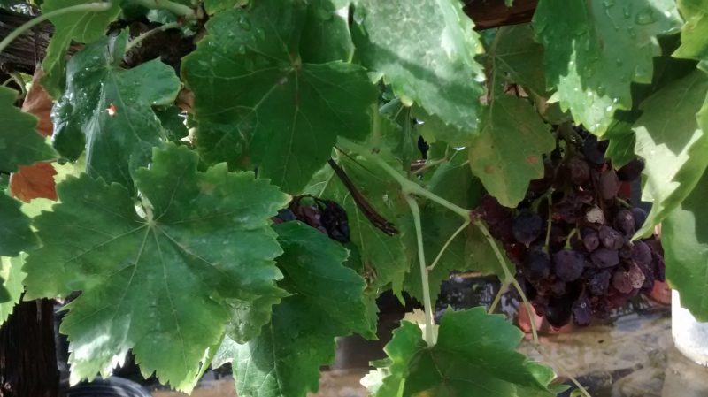 img_20160920_091358370