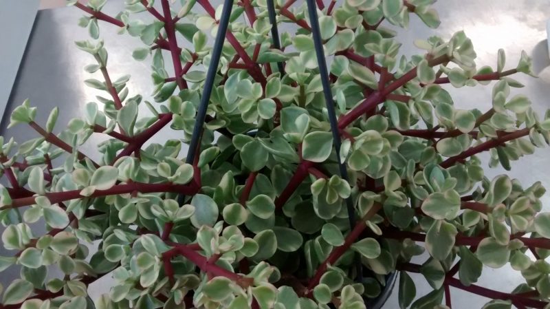 img_20160920_110123103