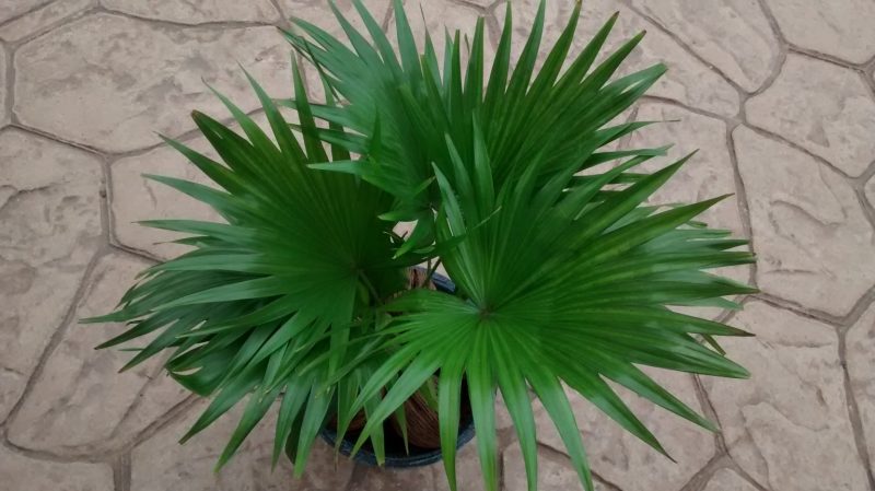 img_20160920_122923253