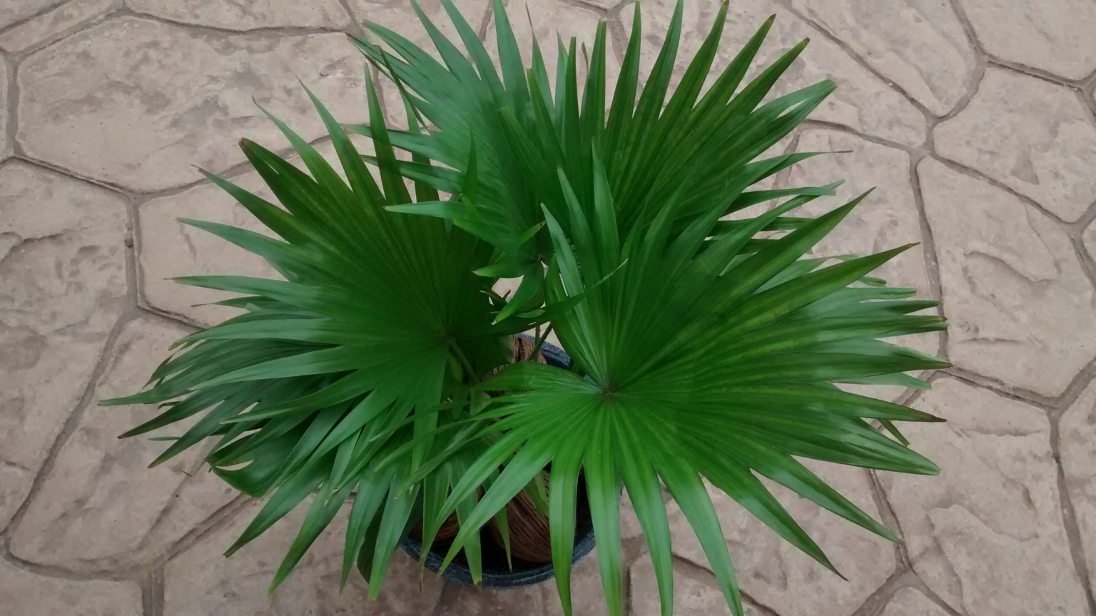 Livistonia Rotundifolia-Saribus Rotundifolius – Para Mi Jardín