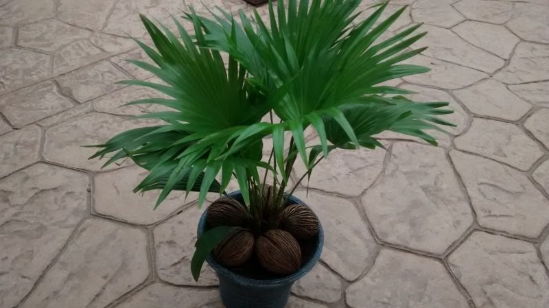 img_20160920_122930817