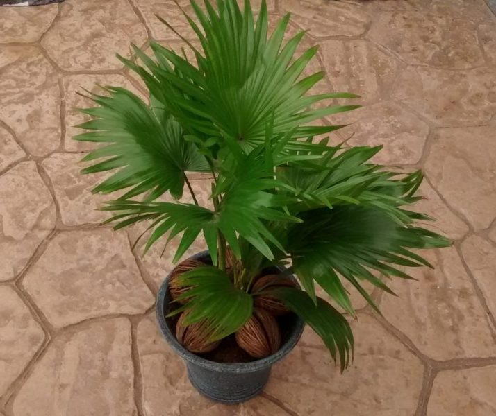 img_20160920_122950421