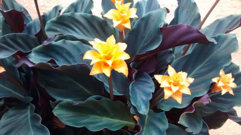 img_20160920_170454641