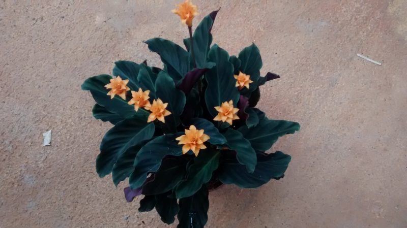 img_20160920_170510137