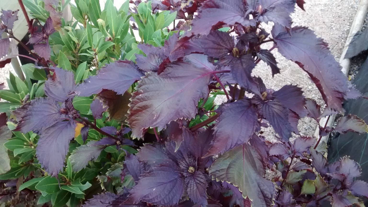 img_20160920_183347295