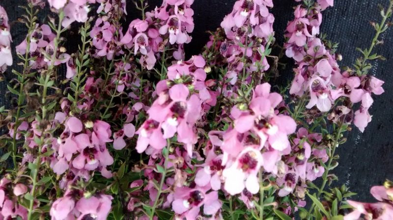 img_20160921_182228656