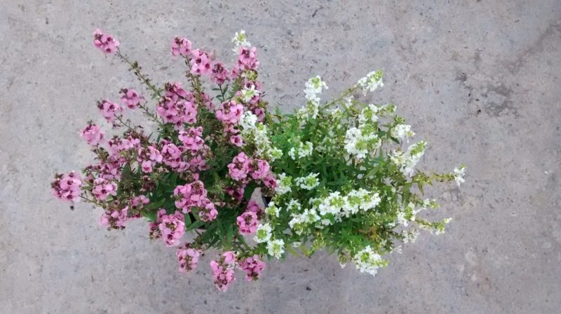 img_20160921_182341280