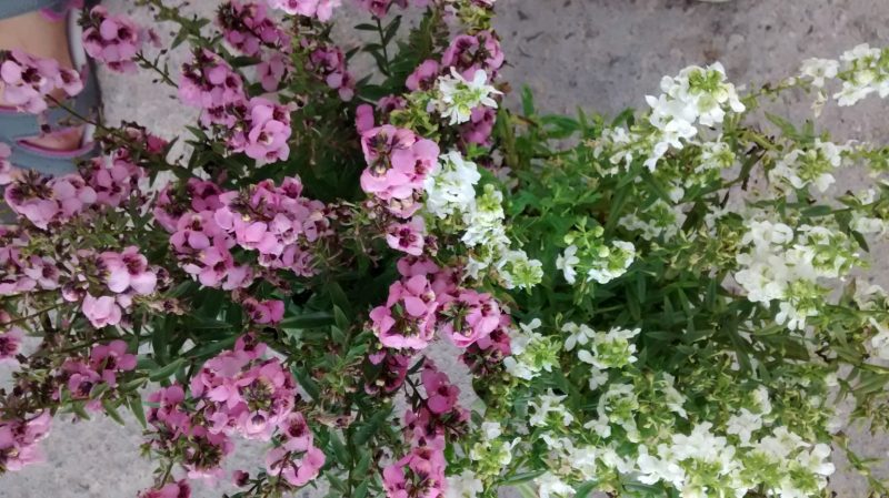 img_20160921_182350598