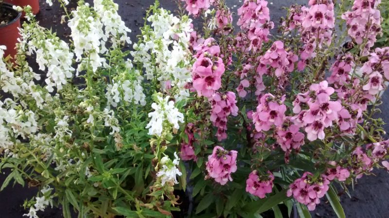 img_20160921_182406990