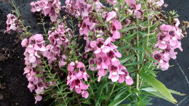 img_20160921_185126398