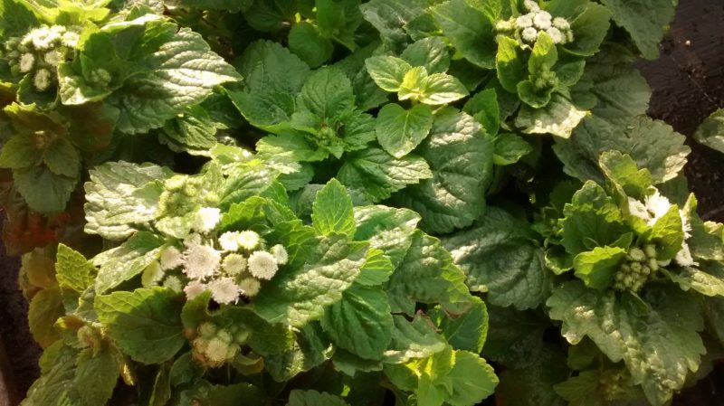 img_20160925_091414066