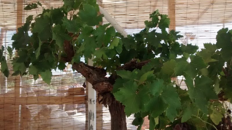 img_20160928_114143924