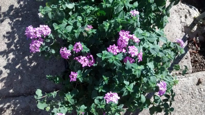img_20160929_114121926