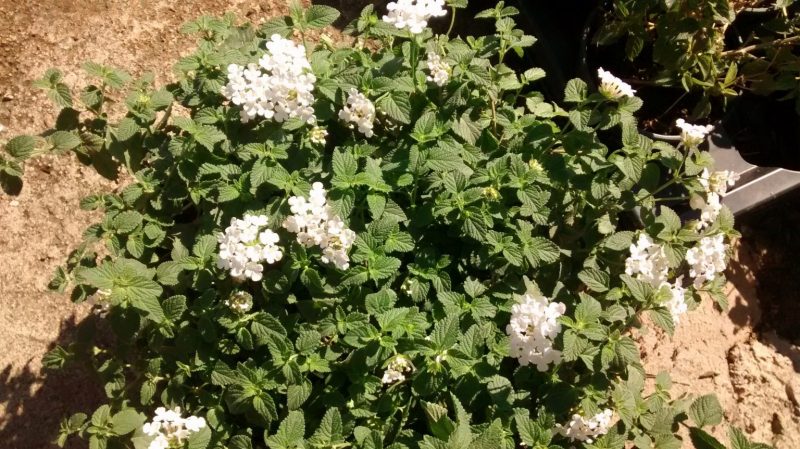 img_20160929_114126187