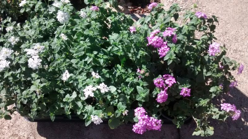 img_20160929_114131005