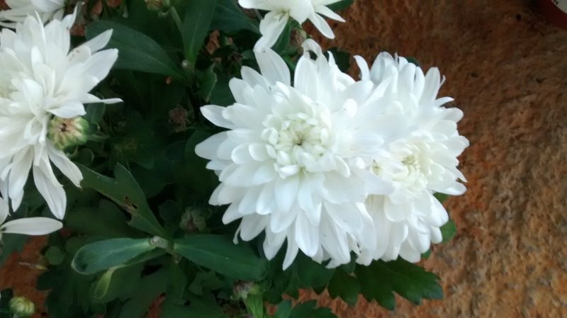 img_20161014_173439127