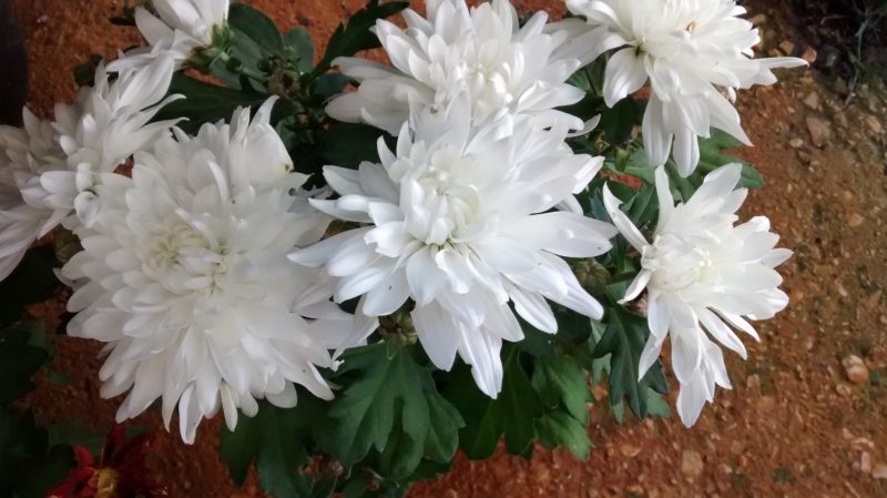 img_20161014_173446117